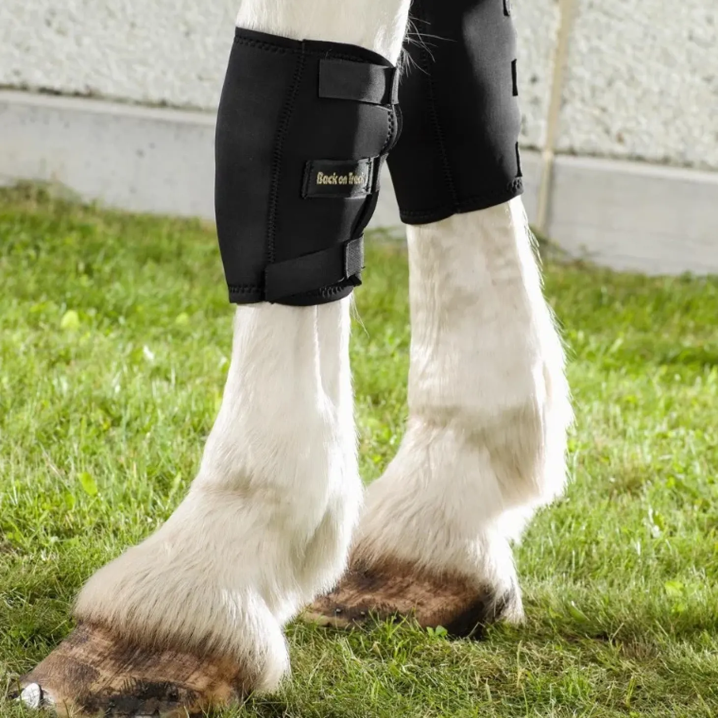 back-on-track-genouillre-droit-wNUfoFvo-1.webp Clearance Back On Track Genouillère Droite Cheval