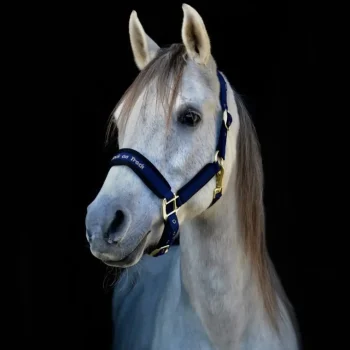 Fashion Back On Track Licol Werano Bleu