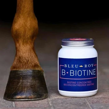Hot Bleu-Roy B-Biotine