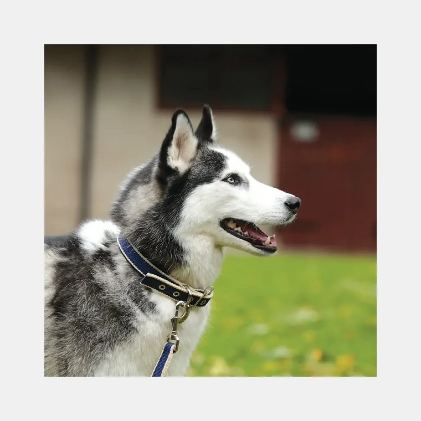 collier-chien-horseware-amigo-HAFggNZj-0.webp Sale Horseware Collier Chien Amigo Dog Collar