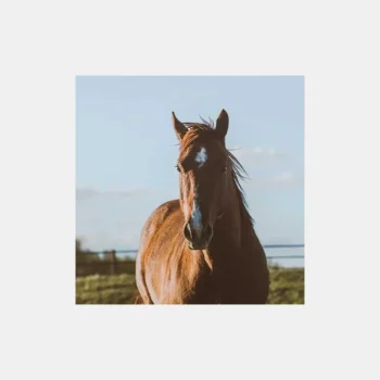 Online Coproscopie Cheval