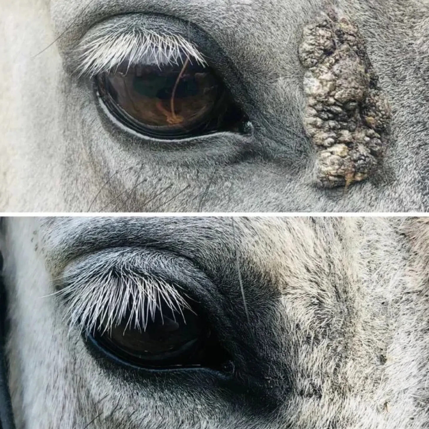 cura-naturale-huile-excroissan-BLcQovmw-1.webp Fashion Cura Naturale Huile Excroissance Cutanée