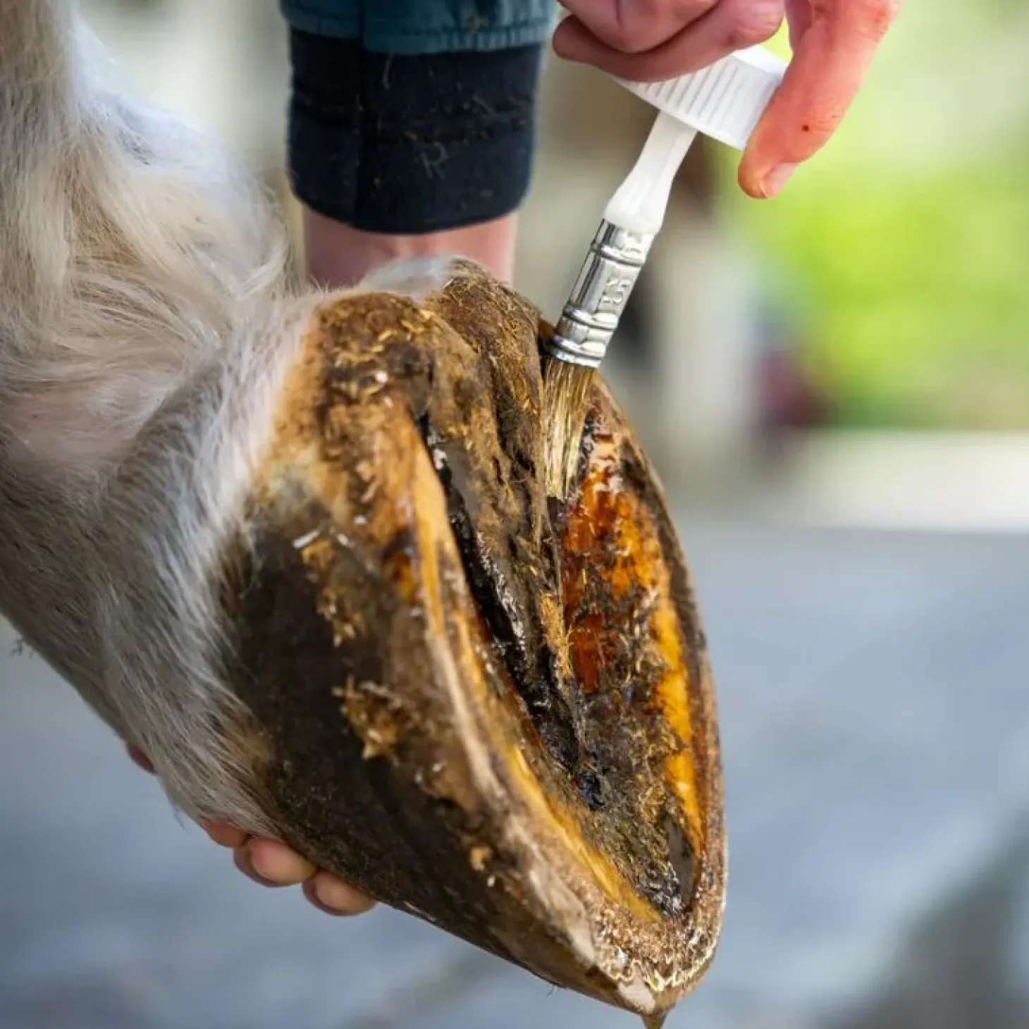 cura-naturale-huile-sabots-sen-VdRPmxTB-1.webp Hot Cura Naturale Huile Sabots Sensibles