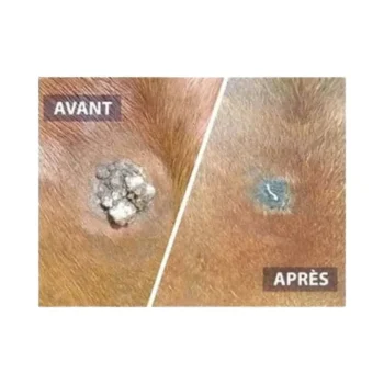 New DRJ Developpement Serkyl