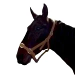 Hot Gamme Du Marechal Gamme Du Maréchal Licol En Biothane - Marron