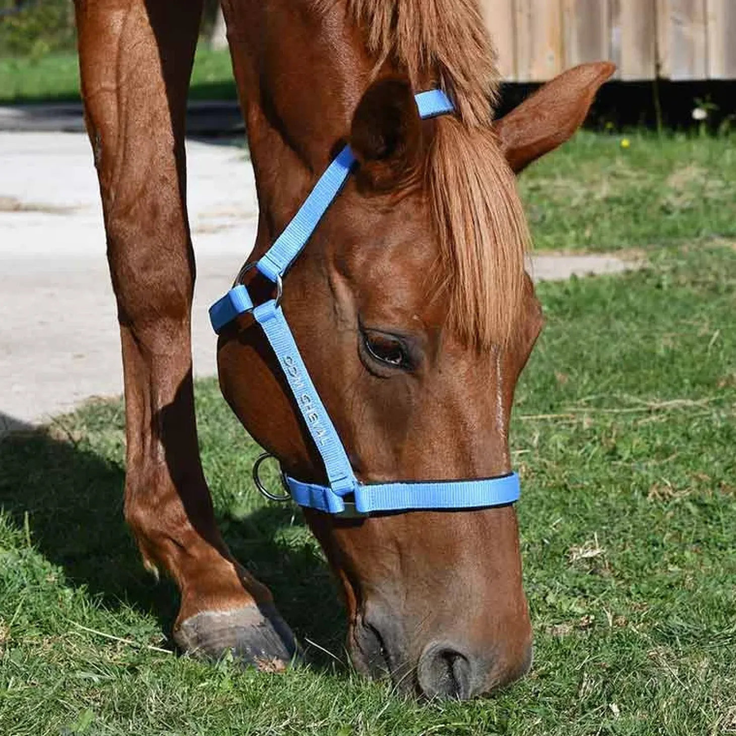 gamme-du-marchal-licol-nylon-t-NUigHCXx-1.webp Hot Gamme Du Marechal Gamme Du Maréchal Licol Nylon Triple Épaisseur - Bleu Roi