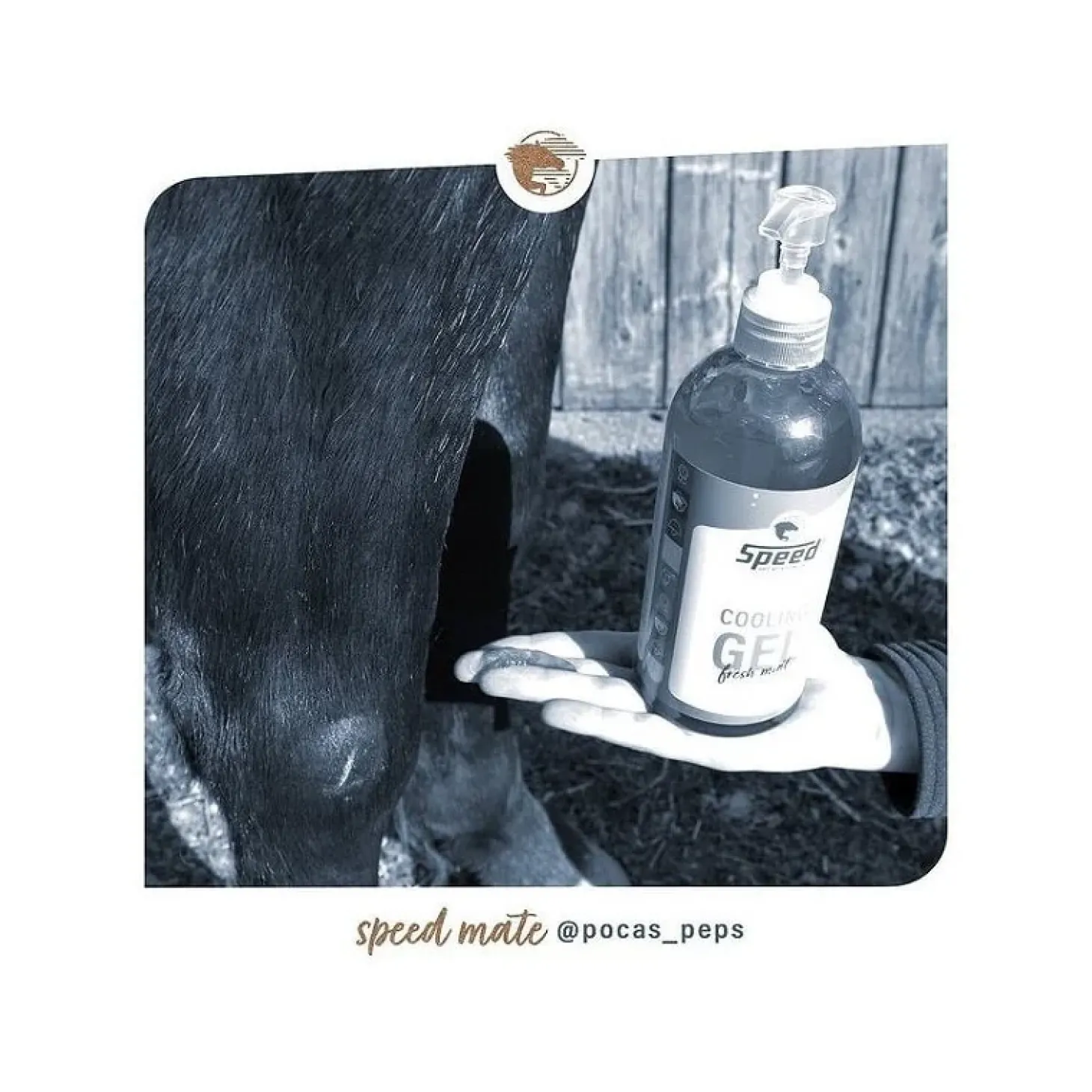 gel-refroidissant-cheval-speed-qpFuqoOT-1.webp Sale Speed Gel Refroidissant Cheval Cooling Gel