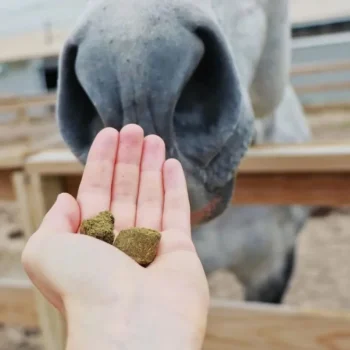 New Hilton Herbs Herballs N°4 Myrtille & Thym Friandises Cheval