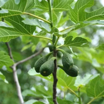 Hot Horse Remedy Macérat De Figuier