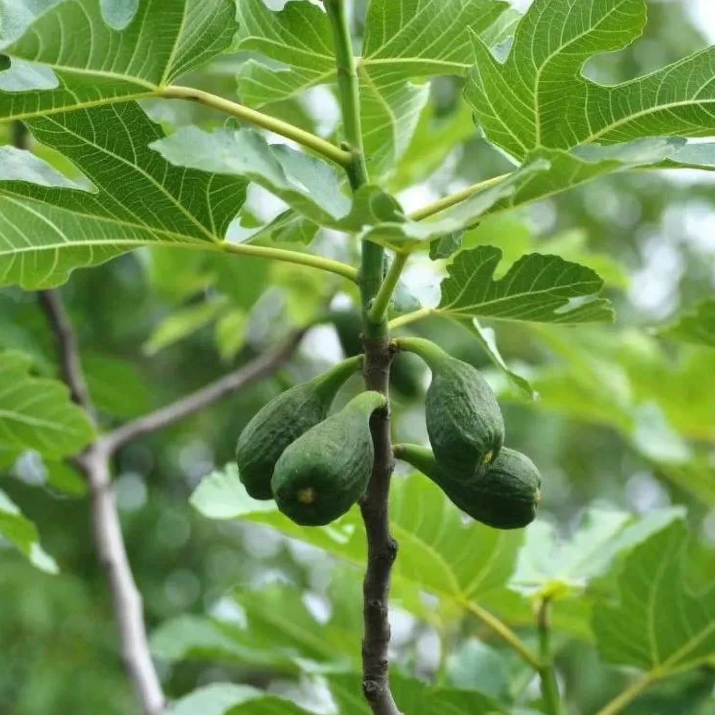 horse-remedy-macrat-de-figuier-mHEUlrng-1.webp Hot Horse Remedy Macérat De Figuier