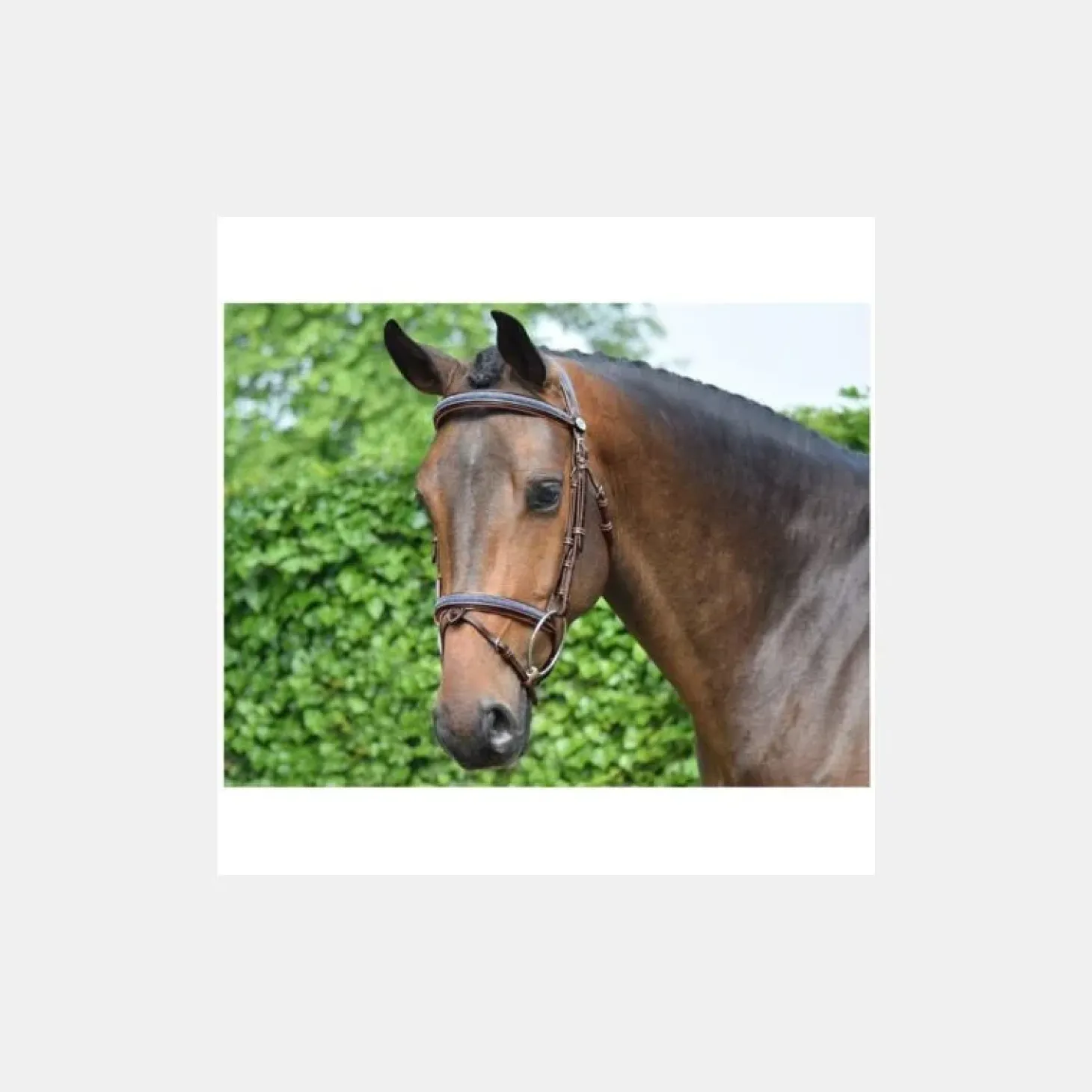 jumpin-bridon-crystal-collecti-nwSxlwBX-0.webp Sale Jump'In Bridon Crystal Collection Week - Cristal Marine