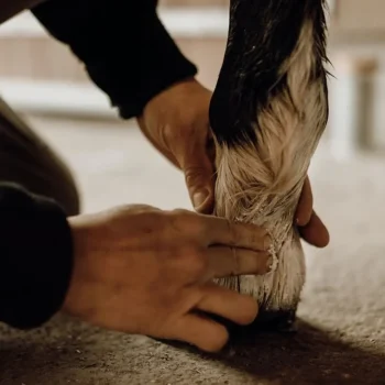 Outlet Nellumbo Baume Protecteur & Hydratant