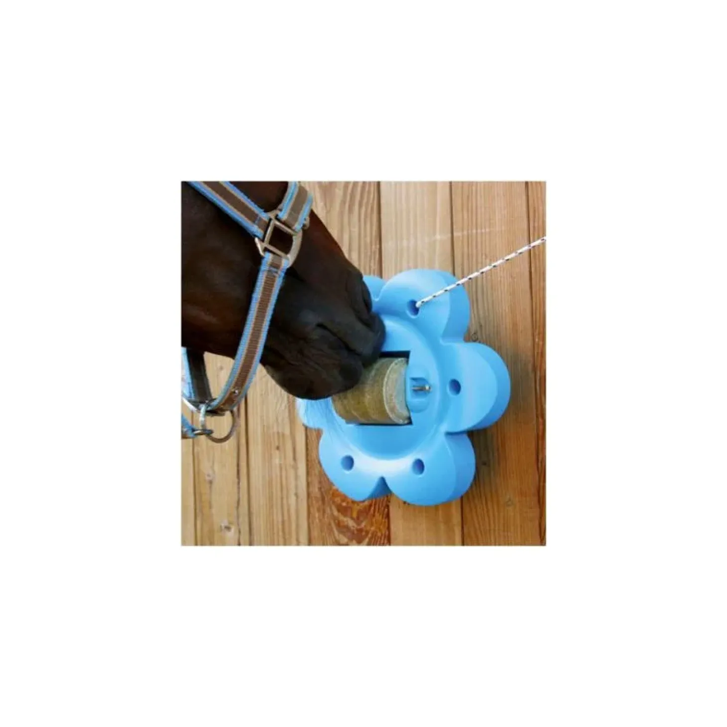 officinalis-support-lollyflowe-dbsvPgjy-1.webp Discount Officinalis Support Lollyflower